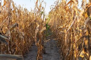 Corn fields stand tall with dried stalks basking in the warm glow of the setting sun during the harvest season in fall photo