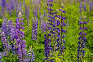 Colorful lupine flowers stand tall in a thriving green field under the warm sun, creating a vibrant natural landscape photo