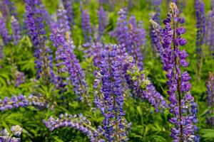 Vibrant purple lupine flowers stand tall in a thriving green field under bright sunlight on a beautiful spring day photo