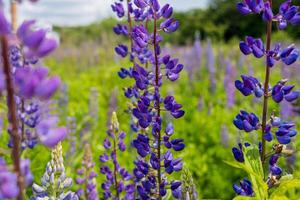 Colorful clusters of purple lupines stretch across a lush green field under a clear blue sky on a spring day photo