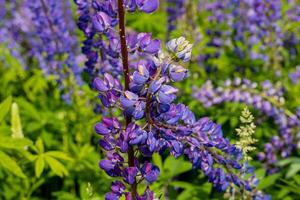 Colorful lupine flowers stand tall against a backdrop of rich greenery, showcasing their striking purple hues during a spring afternoon photo