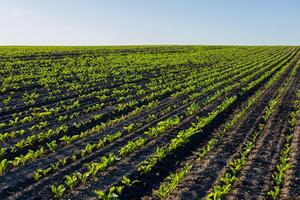 Young sugar beet plants are growing in organized rows within a broad farming field on a sunlit day, showcasing agricultural productivity photo