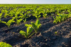 Rows of young sugar beet plants emerge from the dark soil, basking in sunlight on a thriving agricultural field photo