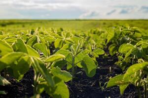 Young soybean plants thrive in a fertile field, basking in sunlight, with rich soil supporting their growth on a clear day photo