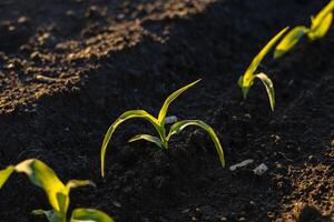 Fresh corn sprouts are seen breaking through moist soil in a peaceful agricultural setting, illuminated by gentle morning sunlight photo