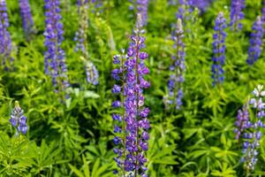 Beautiful clusters of purple lupines create a colorful display in a sunny field during spring, showcasing nature's splendor and abundance photo