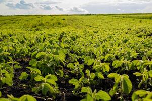 Bright green soybean plants stretch across a vast field, benefiting from the sunlight in a clear, open landscape during afternoon hours photo
