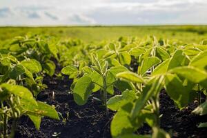 Young soybean plants sprout in rich soil, soaking up sunlight in a lush green field on a clear and sunny day photo