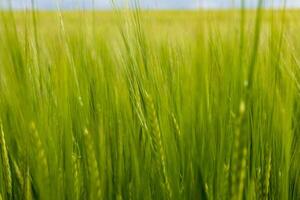 A vibrant field of barley displaying lush green crops swaying gently in the breeze, reflecting healthy agricultural practices under clear skies photo