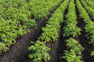 Lush green potato plants thrive in neat rows on fertile soil, showcasing growth in a rural agricultural setting photo