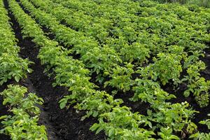 Healthy potato plants grow in orderly rows across a rural agricultural field, basking in bright daylight photo