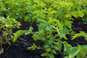 Lush green potato plants flourish in a rural field, thriving under the warm sun and nourished by rich soil photo