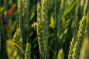Wheat plants reaching maturity in a lush green field illuminated by sunlight with surrounding flora creating a vibrant atmosphere photo