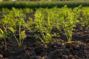 A lush patch of organic carrots thrives in rich soil under bright sunlight, showcasing healthy growth and vibrant greenery photo