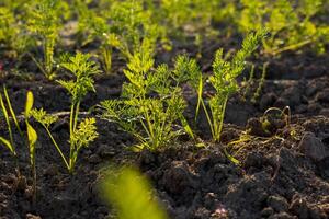 A vibrant patch of carrots flourishes in fertile soil, showcasing the essence of organic gardening and the importance of healthy food choices photo