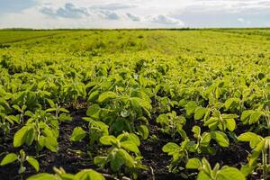 Vibrant soybean plants are thriving in a vast field, showcasing lush green leaves under a bright sky with scattered clouds photo