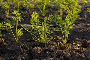 Bright green carrot tops emerge from nutrient-rich soil, symbolizing freshness in organic farming and healthy eating practices photo