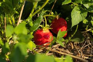 Bright red strawberries sit nestled among lush green leaves in a garden, showcasing their ripeness and healthy appeal on a sunny day photo