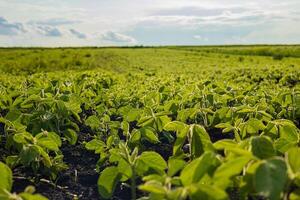 Rows of vibrant soybean plants stretch across a vast field, basking in sunlight on a clear day with a few clouds photo
