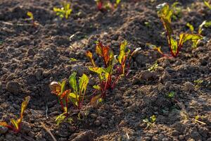 Young sugar beet plants thrive in well-prepared soil, soaking up sunlight in a fertile field during the day photo