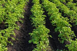 Fertile soil supports the growth of healthy potato plants in well-organized rows within a rural agricultural field photo