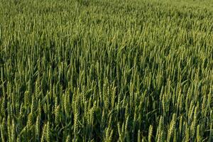 Rows of vibrant green wheat stalks stand tall in a vast field, basking in sunlight during the growing season, signaling abundant crops ahead photo