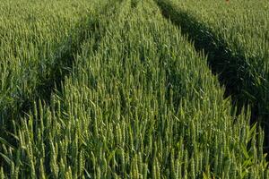 Rows of lush green wheat stretch into the distance, illuminated by soft light during the golden hour, showing healthy crop growth photo