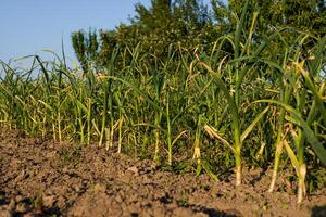 Rows of green garlic plants thrive in a well-tended field, showing healthy growth and abundant leaves in bright sunlight photo