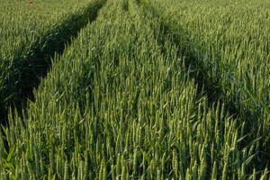 Lush green wheat grows in neat rows, showing the texture of the stalks and the path created by farm machinery under a sunny sky photo