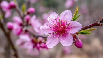 Macro flower with realistic light and soft green tones photo