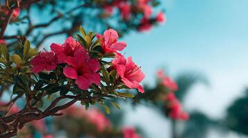 Flower photo with radiant color and vibrant springtime feeling