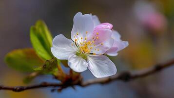 Ultra sharp flower photo with bright soft blur background