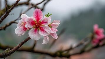 Tree branch with flower in crisp realistic photo focus