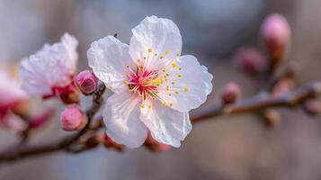 Detailed macro flower photography against green soft background photo