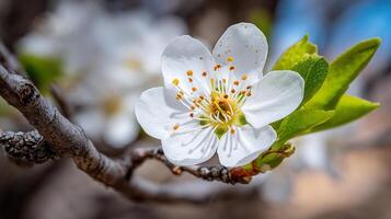 Macro flower photo with vivid petal detail and nature tones