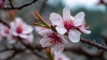 Nature inspired flower photo on branch in lifelike sharp detail