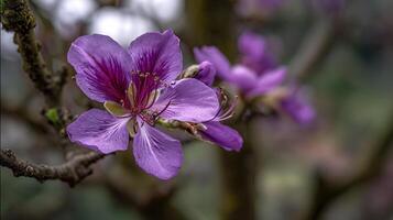 Flower on branch with realistic texture in photography capture photo