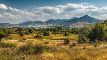 Bright summer day in open green field photo