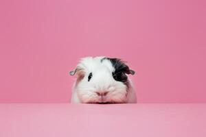 Adorable guinea pig curiously peeking out from behind soft pink background, creating playful and charming pet portrait photo