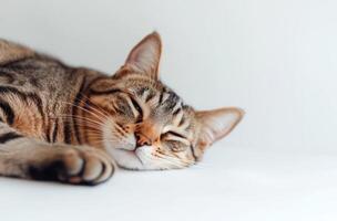 A Tabby Cat Sleeping Peacefully On A White Surface photo