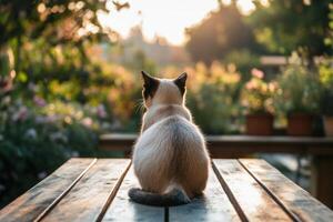 Siamese Cat Sitting Outdoors at Sunset Watching photo