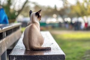 Siamese Cat Sitting on Park Bench Observing Surroundings photo
