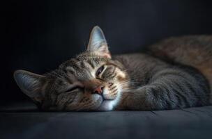 Tabby Cat Sleeping Peacefully On Dark Surface photo