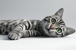 A silver tabby cat lies down looking up photo