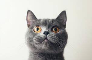 A Gray British Shorthair Cat Looks Upward photo
