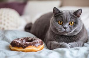 Grey British Shorthair Cat Beside Chocolate Donut photo