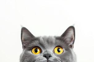 Gray Cat With Bright Yellow Eyes Looking Upward photo