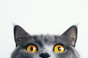 Gray Cat Looking Up With Bright Yellow Eyes photo