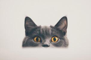 Gray Cat Peeking With Bright Yellow Eyes photo