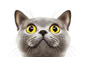 Grey Cat With Bright Yellow Eyes Looks Upward photo
